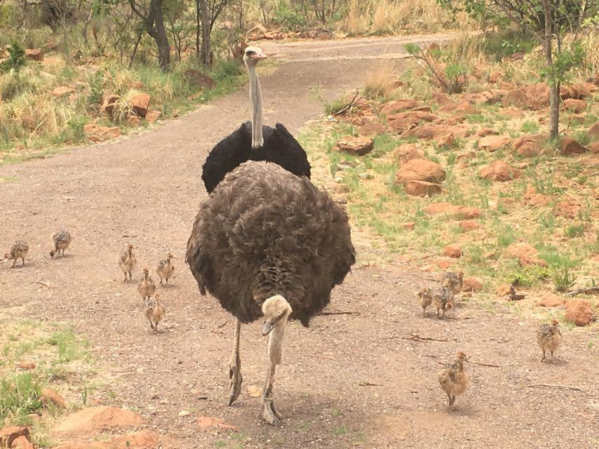 Mabalingwe Uzuri Lodge Bela-Bela Kültér fotó