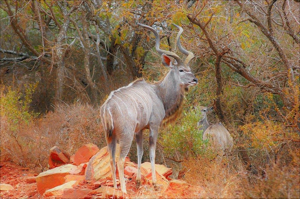 Mabalingwe Uzuri Lodge Bela-Bela Kültér fotó